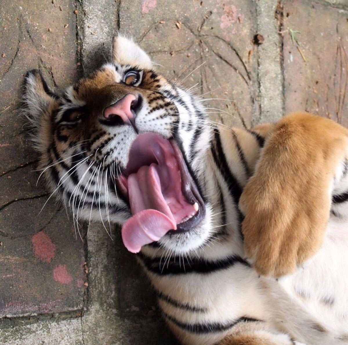 Tiger tweet media