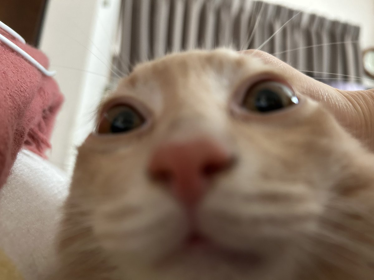 ちゃろこ🐈 tweet media