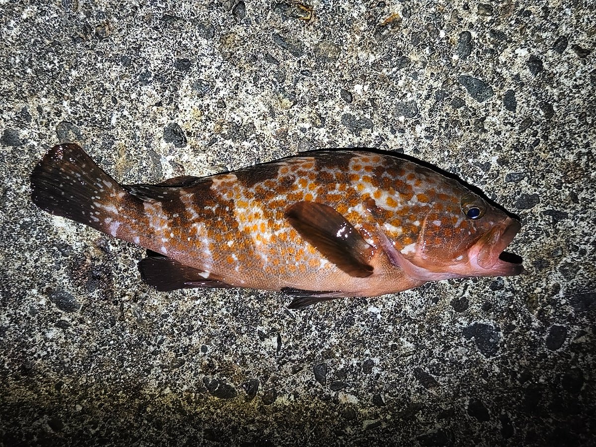 ぽちぽち釣れはじめた 