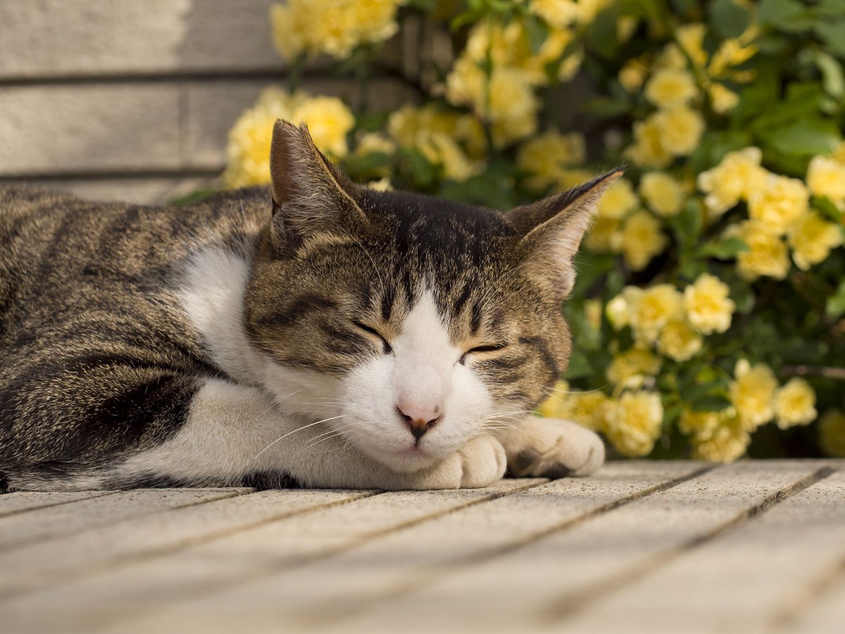 kureka's tweet photo. 猫・生き物・写真・カメラ・お酒が好きで、虫も大丈夫な人だけが生きていけるタイムラインになっております。なお同人創作活動は無期限隠居中となっております。ふじこ。 https://t.co/WA4zZwaaCU