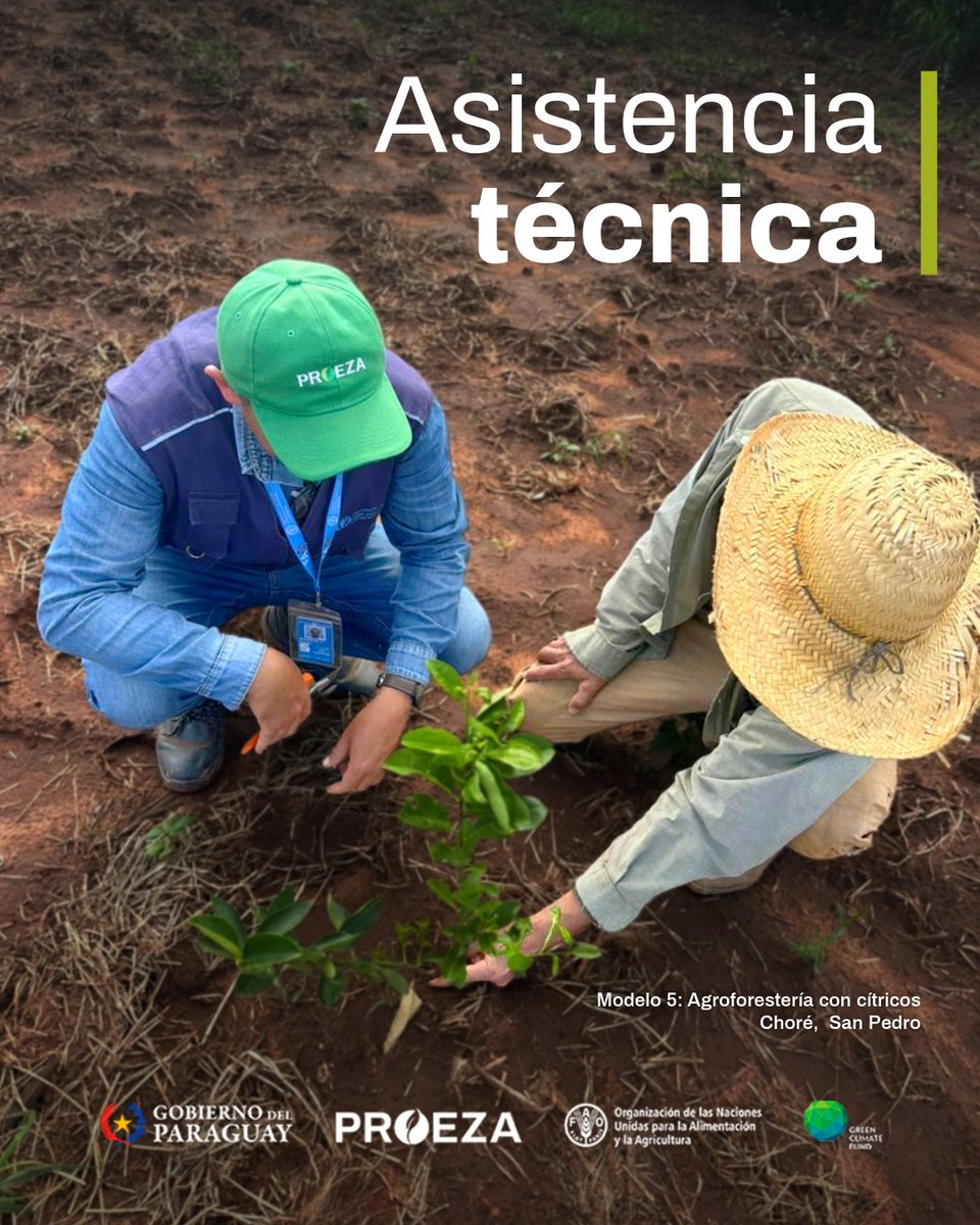 Instituto Forestal Nacional del Paraguay tweet media