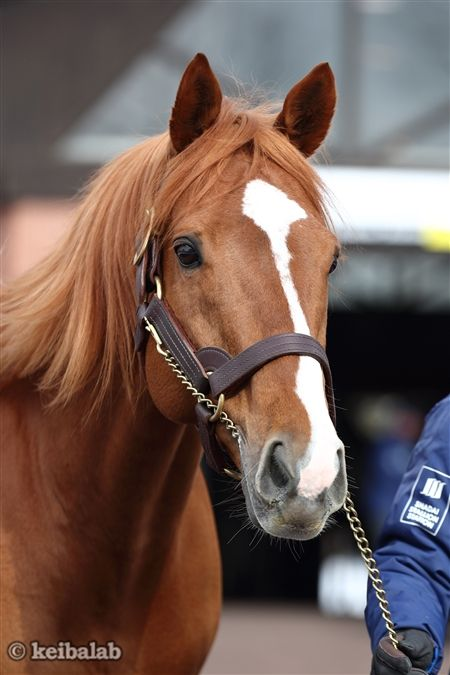 競馬ラボ tweet media