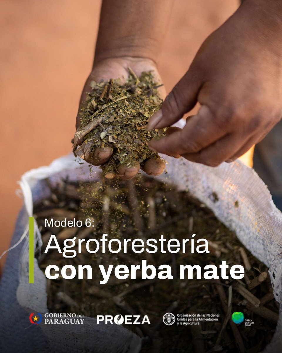 Instituto Forestal Nacional del Paraguay tweet media