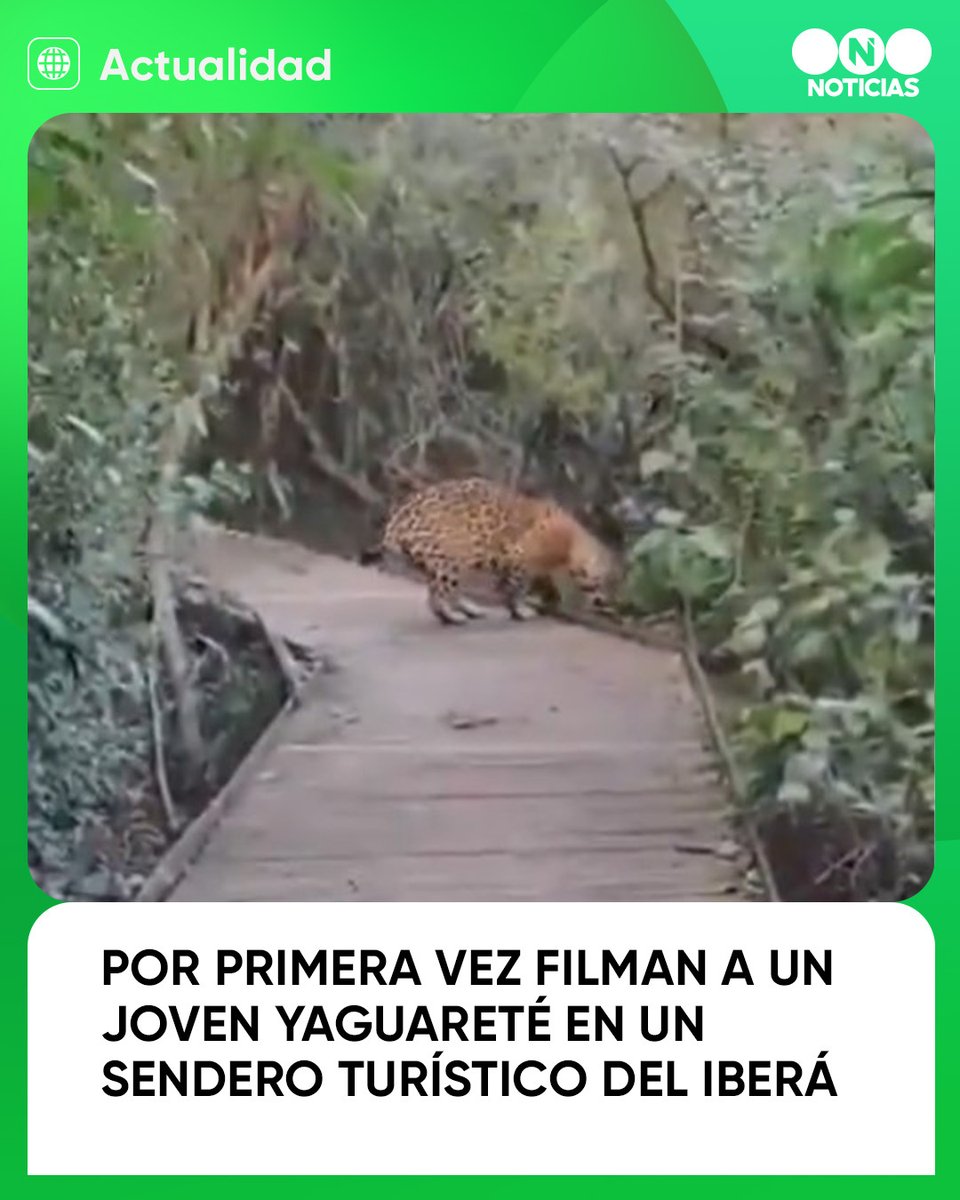 Telefe Noticias tweet media