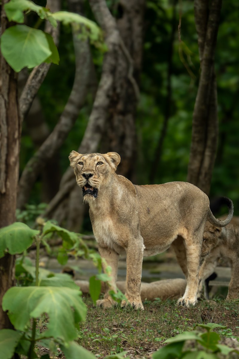 JB_Bhinde's tweet photo. Camera: Sony Alpha 7 IV
Lens: Sony 200-600MM

Shutter: 1/100
ISO: 500
Aperture: 6.3

Location: Gir National Park
15 Jun 2025

#jbwildlife
#jbphotography
#nature_rangers
#BBCEarth
#BBCWilifePOTD
#Earthinfocus
#EarthCapture
#NatGeo
#NatGeoindia
#NatGoHr
#NatGeoWild https://t.co/plafZc3cj7