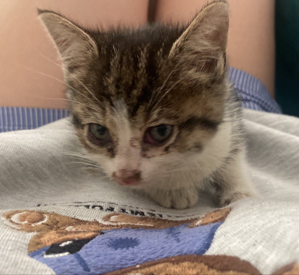 lidyftonez's tweet photo. arkdaslarr!!!!!! elimizde boyle bok kadar bi kedi var ve biraz hasta… ilaclarinin masrafi 3500 tuttu 1450si karsilandi ama ogrenciyiz. son asisi da cumartesi vurulduktan sonra kalıcı bir yuva bulunana kadar gecici bir yuvada kalacak destek olmak isteyen olursa bana ulaşabilir!!! https://t.co/i0kRcExK4a