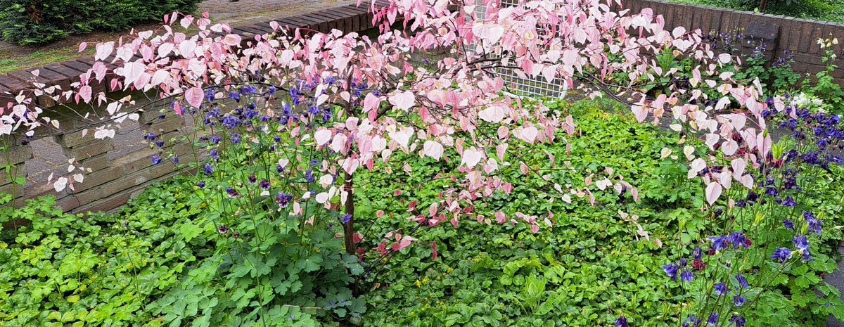 JiscaDijk's tweet photo. #Judasbom #Cercis #toverboompje #kleineTuin
Cercis canadensis Carolina Sweetheart bloeit roze in het voorjaar, maar het blad verkleurt in de zomer naar groen, wit en rood- heel bijzonder.
Van deze moest ik de top snoeien wegens droge zomers, dus werd het een parapluvorm 😊 https://t.co/y8kQS4ZYeF