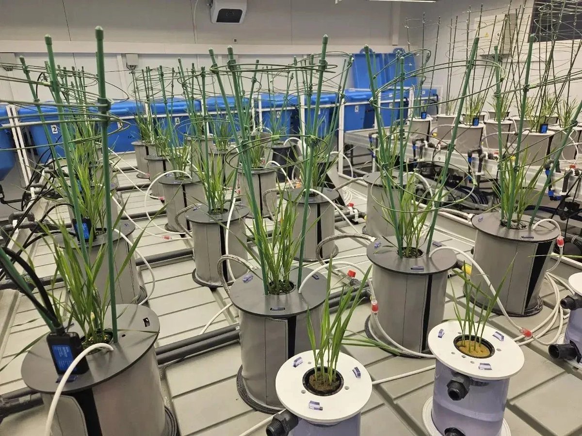 FertilizerDaily's tweet photo. В рамках программы «Приоритет-2030» ученые создают уникальную платформенную технологию для производства удобрений с пролонгированным высвобождением питательных веществ.
https://t.co/mcdkBL8KAB https://t.co/wYBayJgoJ3