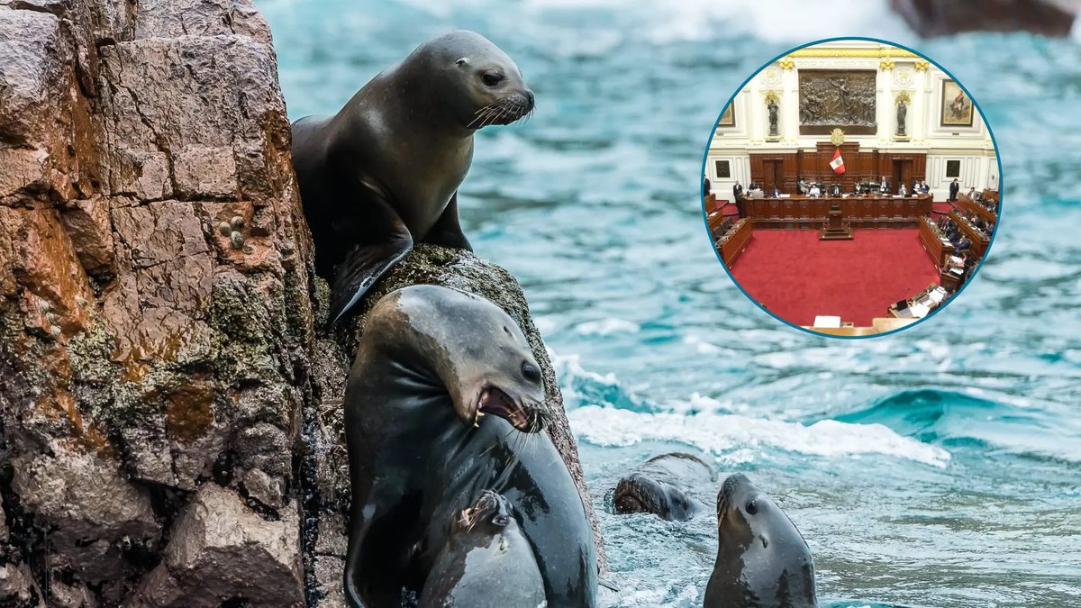 inforegion's tweet photo. 🌊🔴 El Congreso tiene una nueva oportunidad para debatir este 14 de mayo el dictamen que busca prohibir por ley la pesca industrial dentro de áreas protegidas. La decisión llega tras una primera postergación y cuando la legislatura está por terminar.
https://t.co/YzaeBlFXcQ https://t.co/Bch0u4BV1W