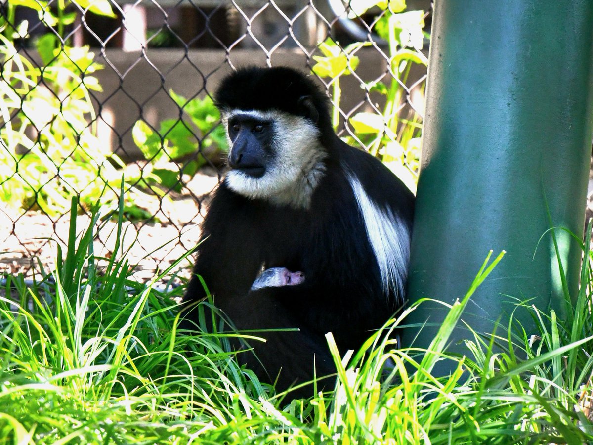 Louisville Zoo tweet media