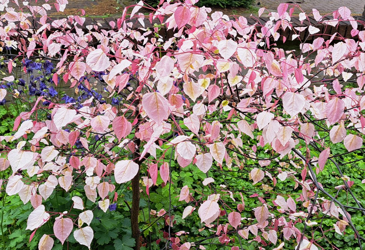 JiscaDijk's tweet photo. #Judasbom #Cercis #toverboompje #kleineTuin
Cercis canadensis Carolina Sweetheart bloeit roze in het voorjaar, maar het blad verkleurt in de zomer naar groen, wit en rood- heel bijzonder.
Van deze moest ik de top snoeien wegens droge zomers, dus werd het een parapluvorm 😊 https://t.co/y8kQS4ZYeF