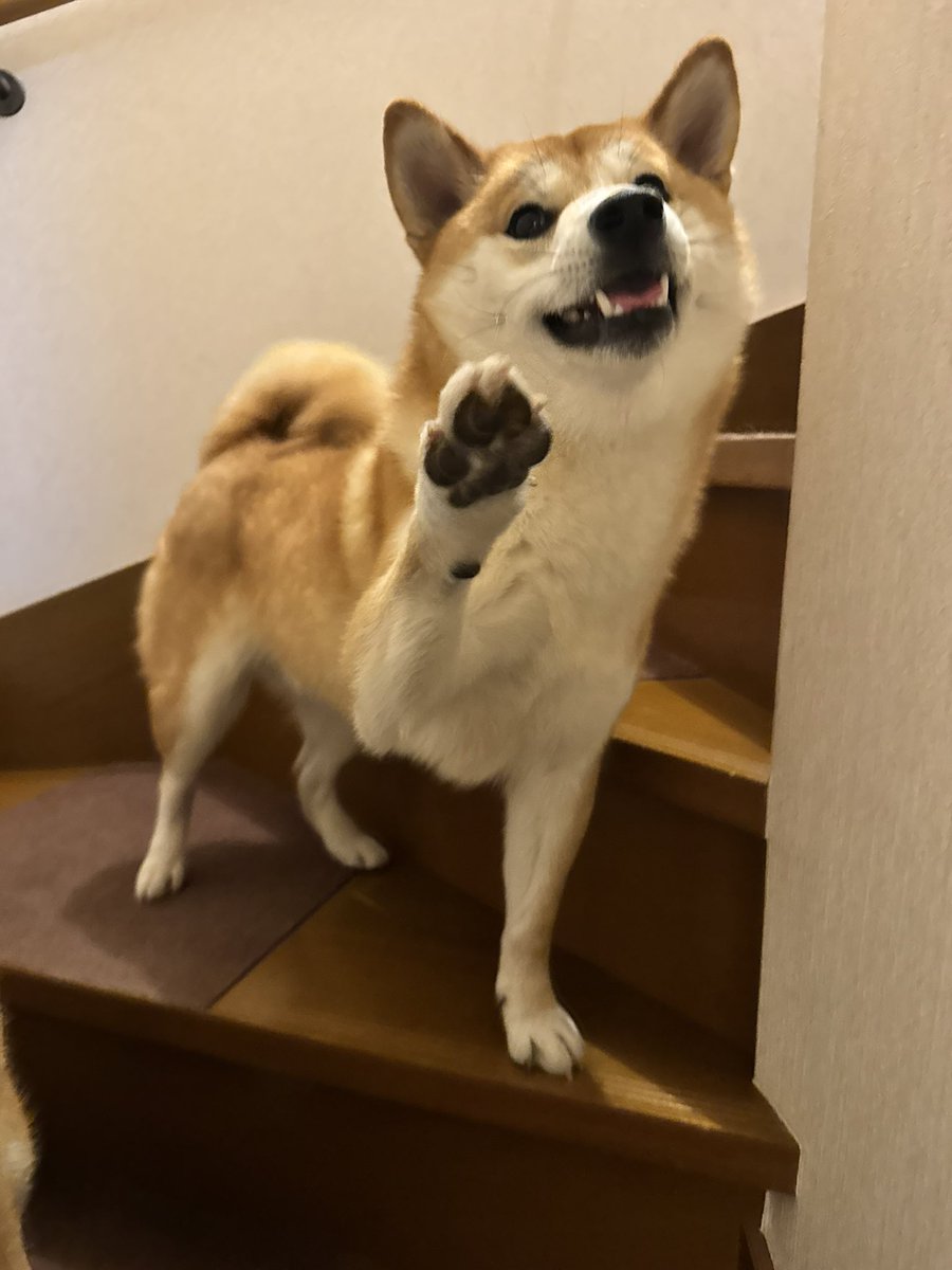 柴犬くう🌈くまとら時々大工 (@hajisan0525) / Posts / X
