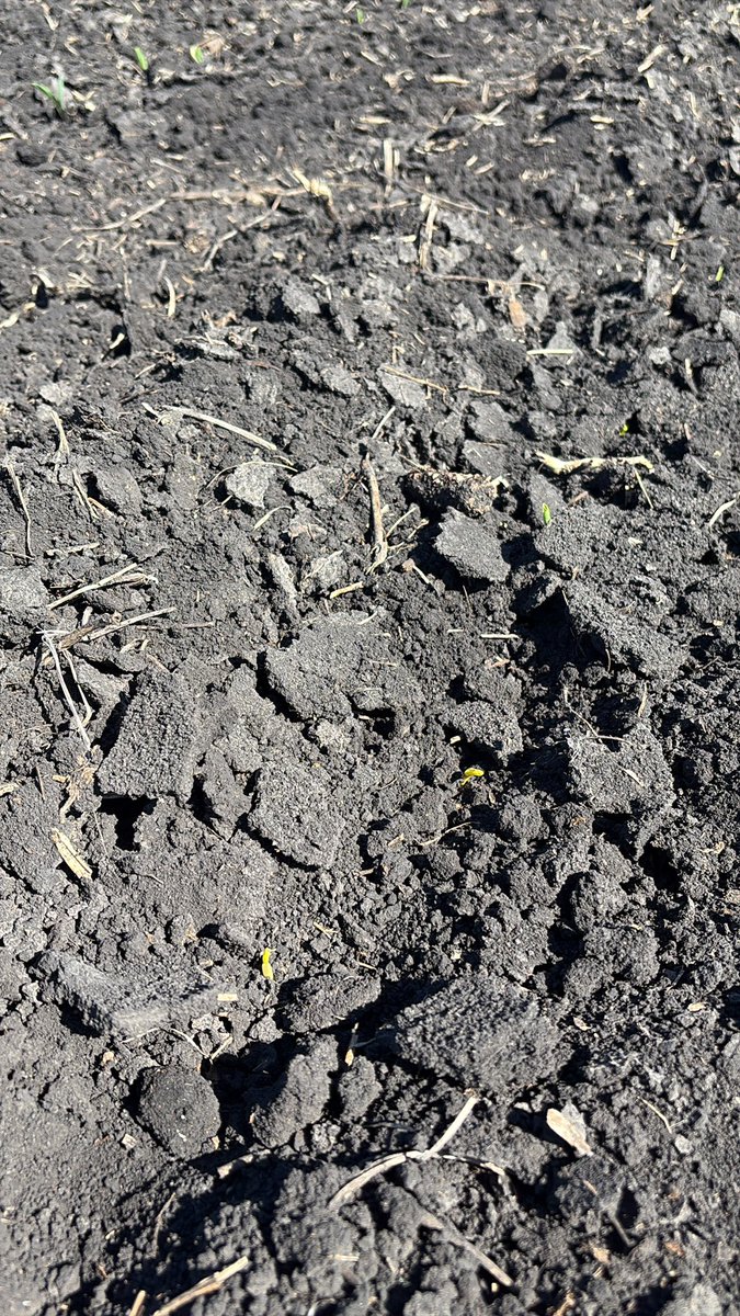 J_Roll_'s tweet photo. It’s amazing what a week of warm weather and a rotary hoe can make when battling crusting issues. 

Every plant counts! https://t.co/V1k9r1yTsw
