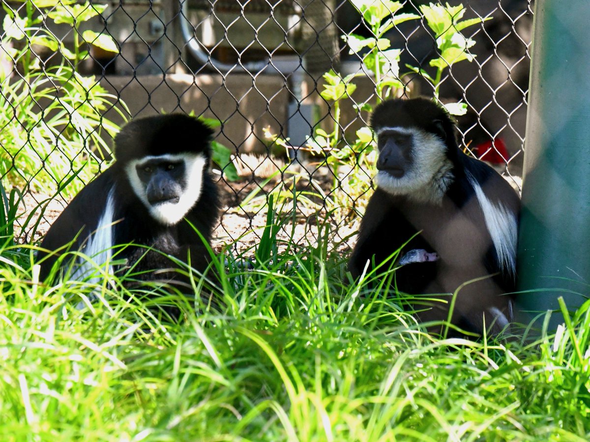 Louisville Zoo tweet media