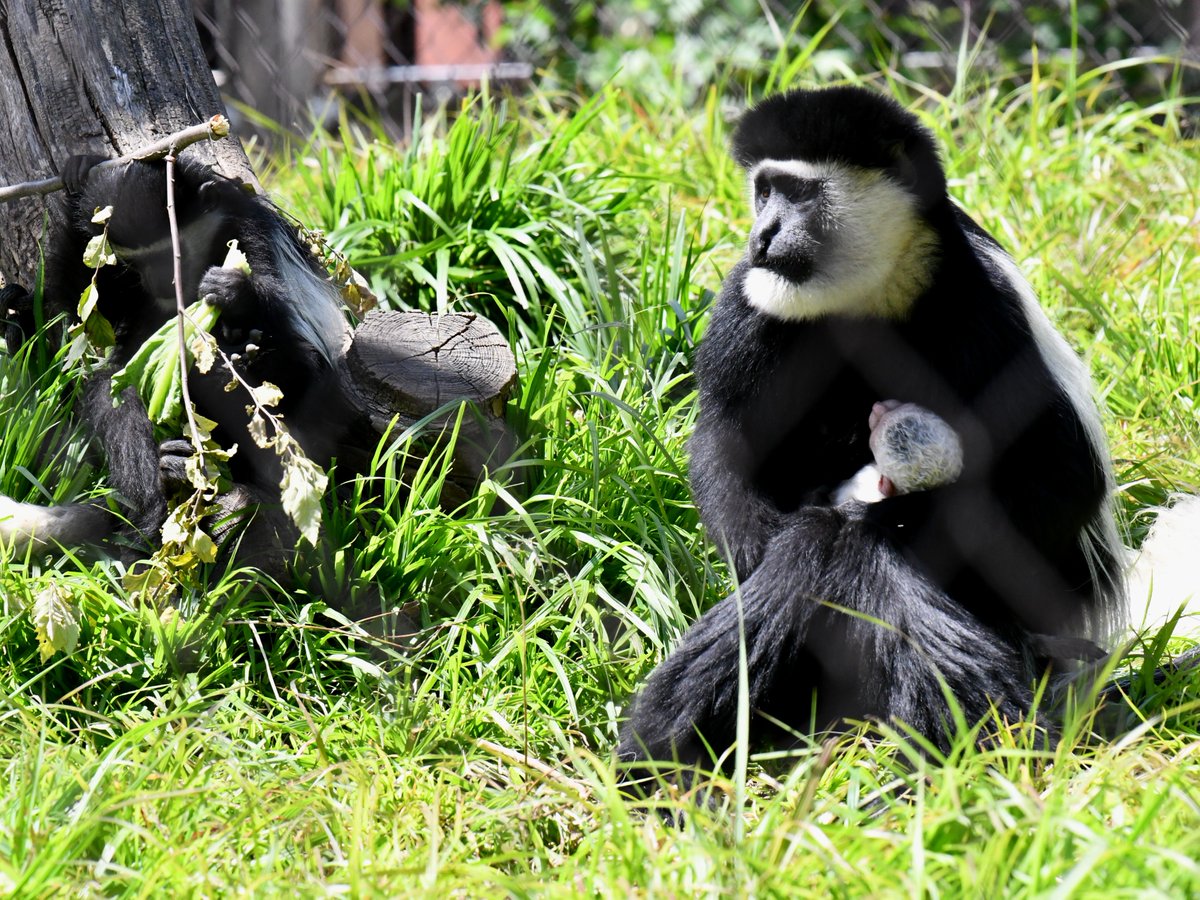 Louisville Zoo tweet media