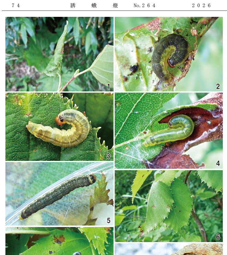 Eupithecia_moth's tweet photo. 誘蛾会事務局です．「誘蛾燈」264号ができました．今週末（地域により来週）には会員のお手元に届くものと思われます．このご時勢ですが，問題なくほぼフルカラーで納品されました．表紙は立体感ムチムチなヤエヤマアオシャチホコ幼虫です． https://t.co/ANFaN2j1jY