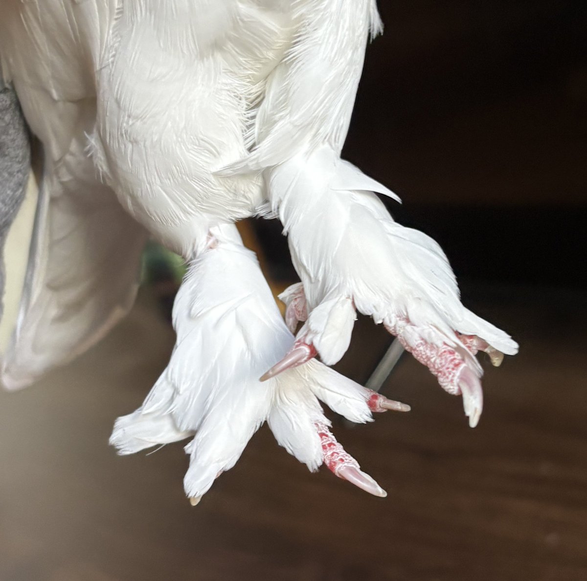 𝑨𝒎𝒆𝒕𝒉𝒚𝒔𝒕 (pigeon girl) 🐦 𖦹⭒°。⋆ tweet media