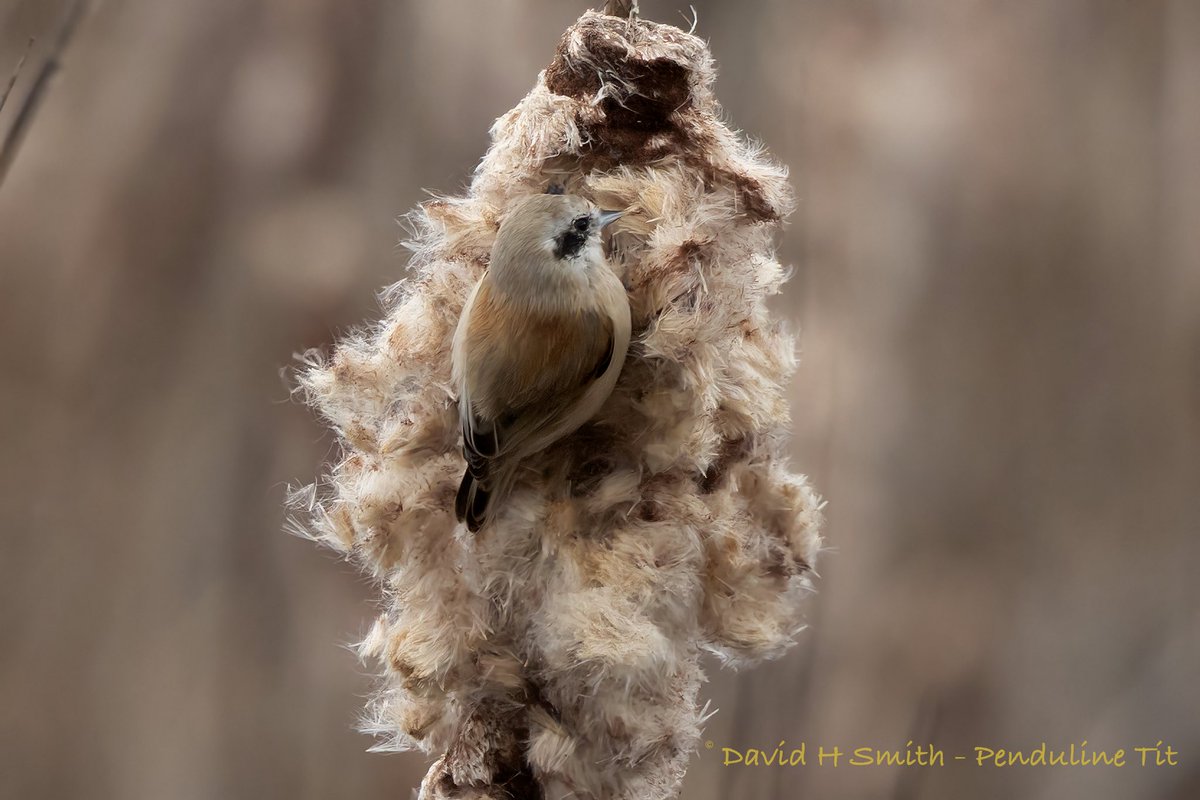 barbeldave's tweet photo. Penduline Tits 🏴󠁧󠁢󠁥󠁮󠁧󠁿🤓
#nature #naturephotography #wildlife #wildlifephotography #pendulinetits #birds https://t.co/6iz2OZqZ72