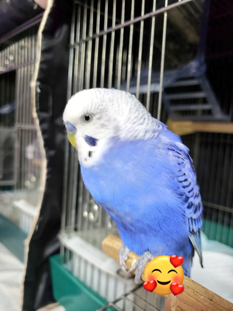 りおち tweet media
