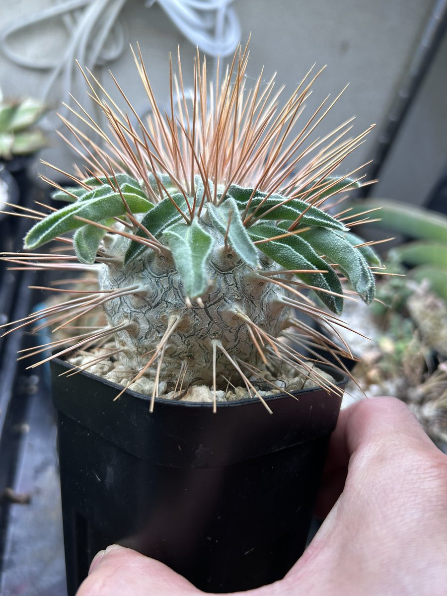 fu1978i's tweet photo. 植え替えたら下葉が落ちて
ボディが良く見えるようになった😃
ここから伸びたらイヤだな
#パキポディウム
#ナマクアナム
#光堂 https://t.co/q8hXKswuGX