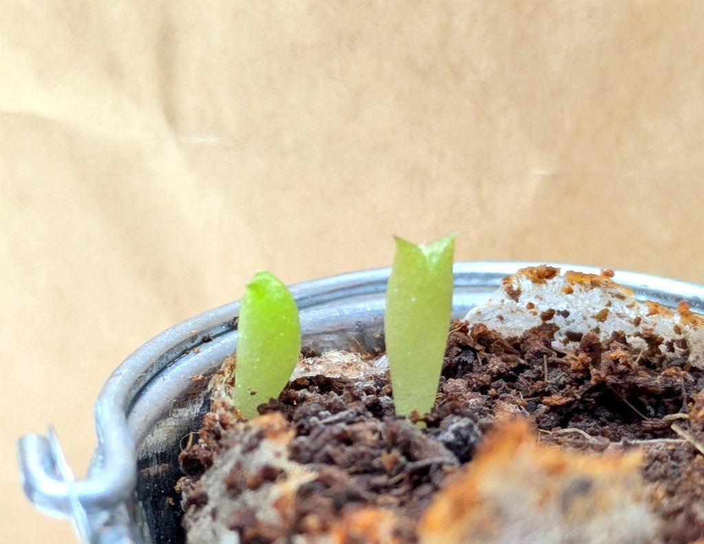Kubluw's tweet photo. 今月のミニサボテン🌵
もう一つ芽が出てきたのはいいが、1本目の近く&amp;土のヘリという…

そう遠くない将来抜かねばなるまい
恨んでくれるな(´・ω・｀) https://t.co/rSxwk0uGN7