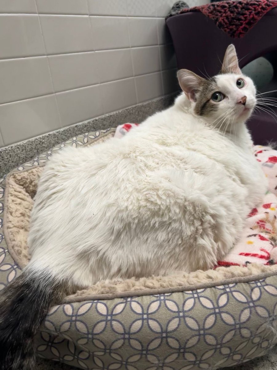 Nebraska Humane Society tweet media