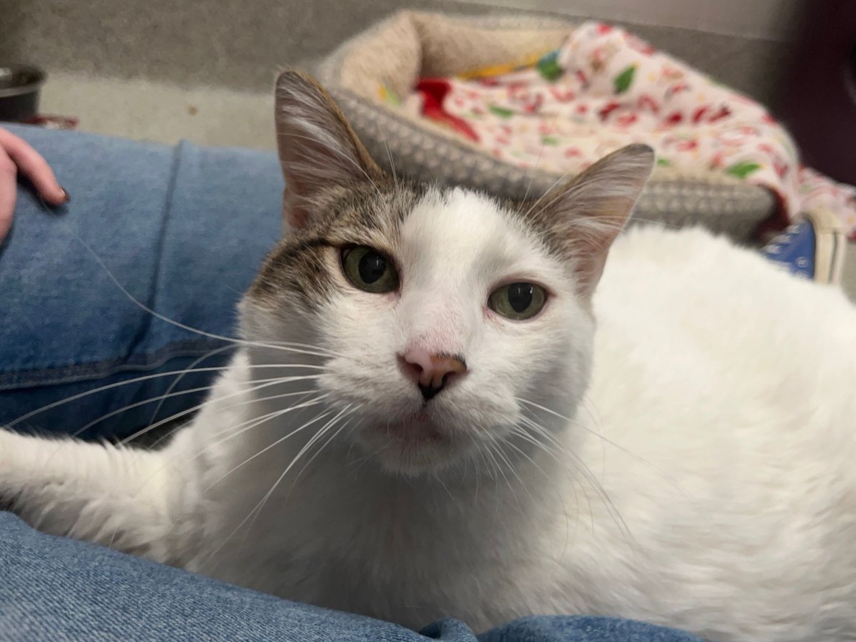 Nebraska Humane Society tweet media