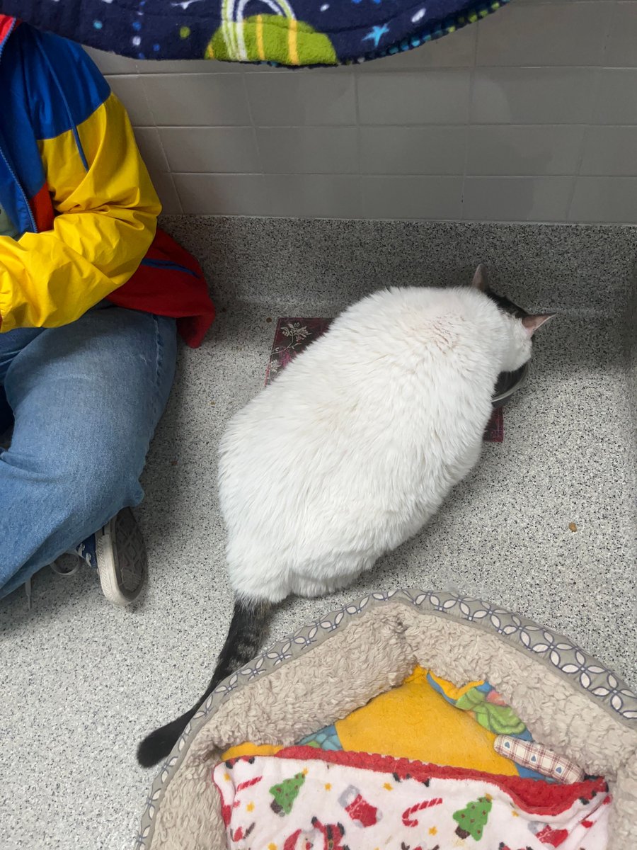 Nebraska Humane Society tweet media