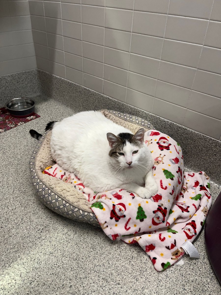 Nebraska Humane Society tweet media