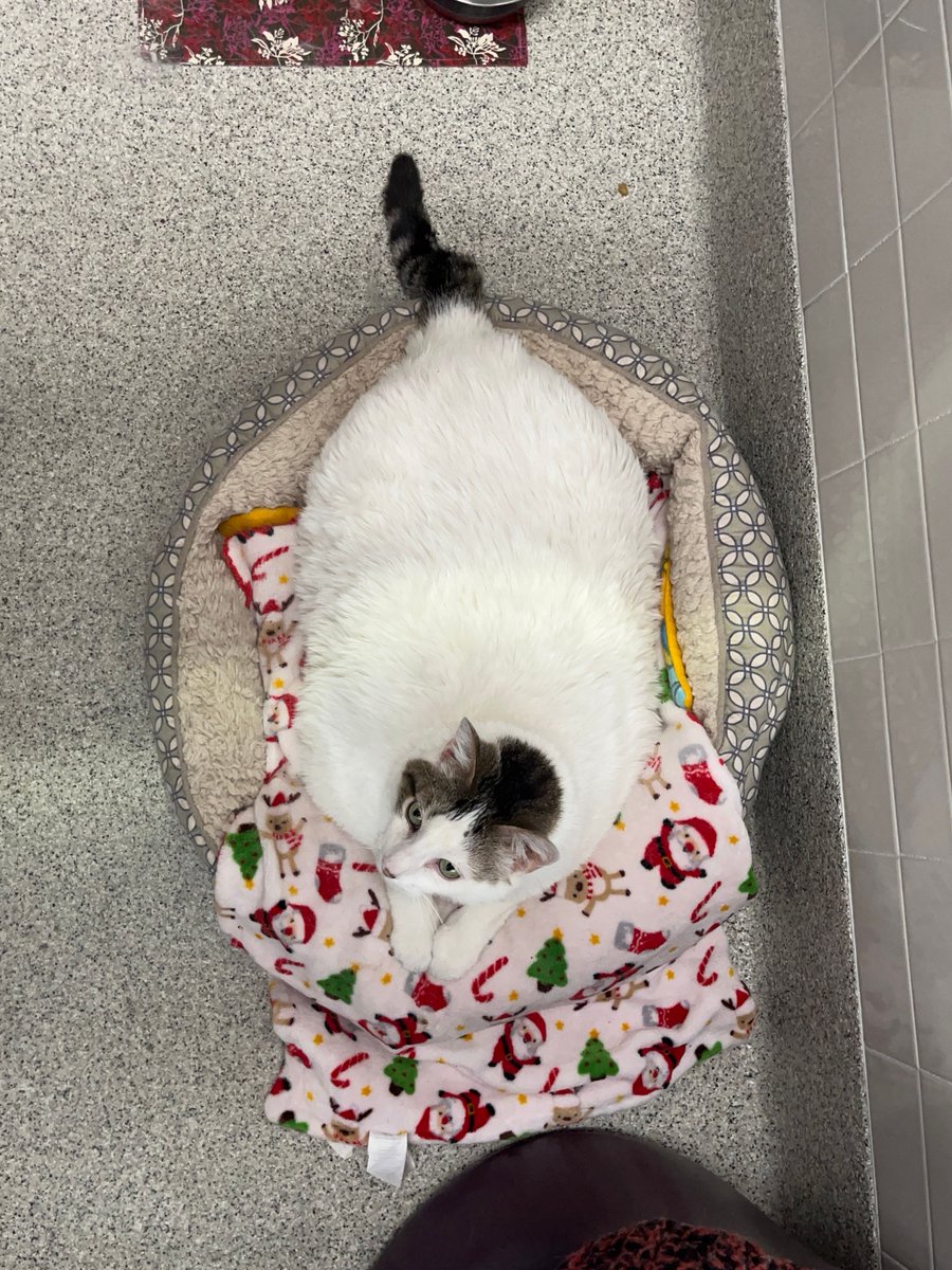 Nebraska Humane Society tweet media
