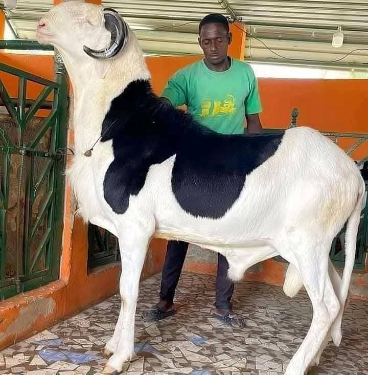🇧🇫sawadogoمحمد الأمين سوادغو tweet media