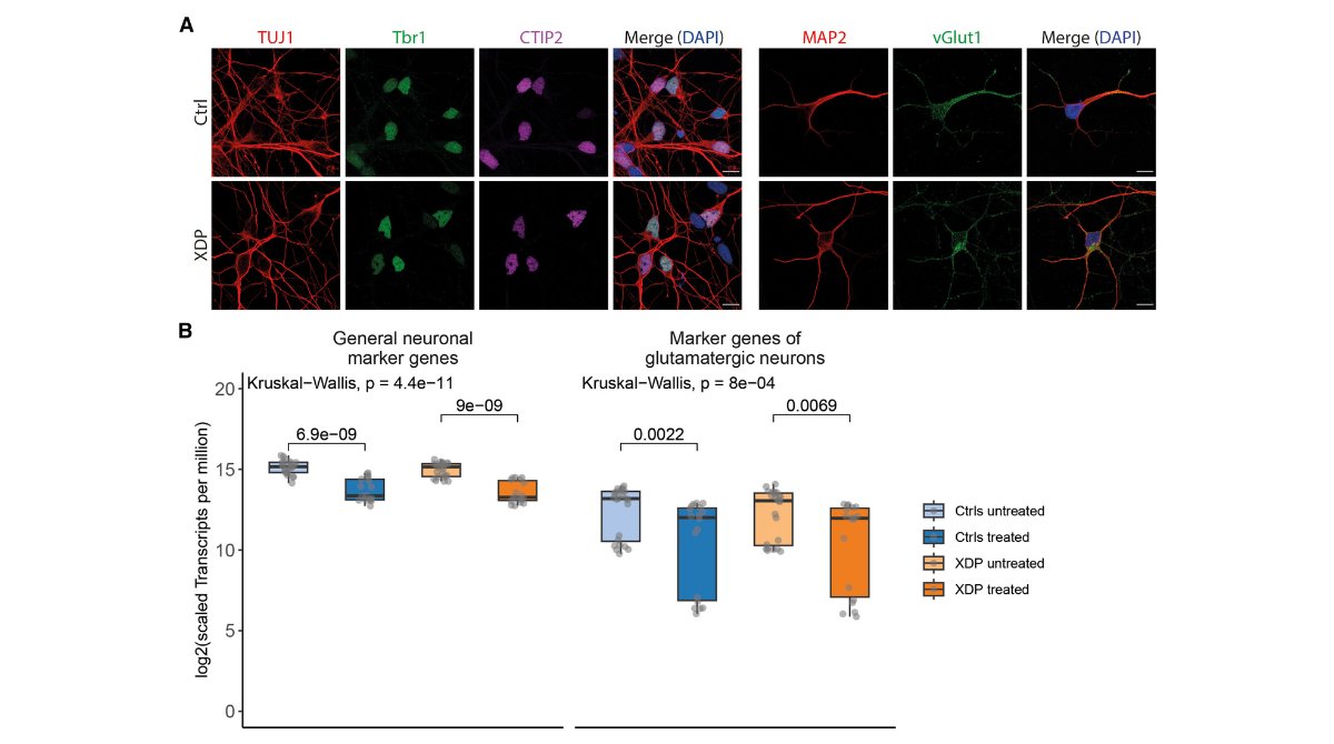 StemCellReports tweet media