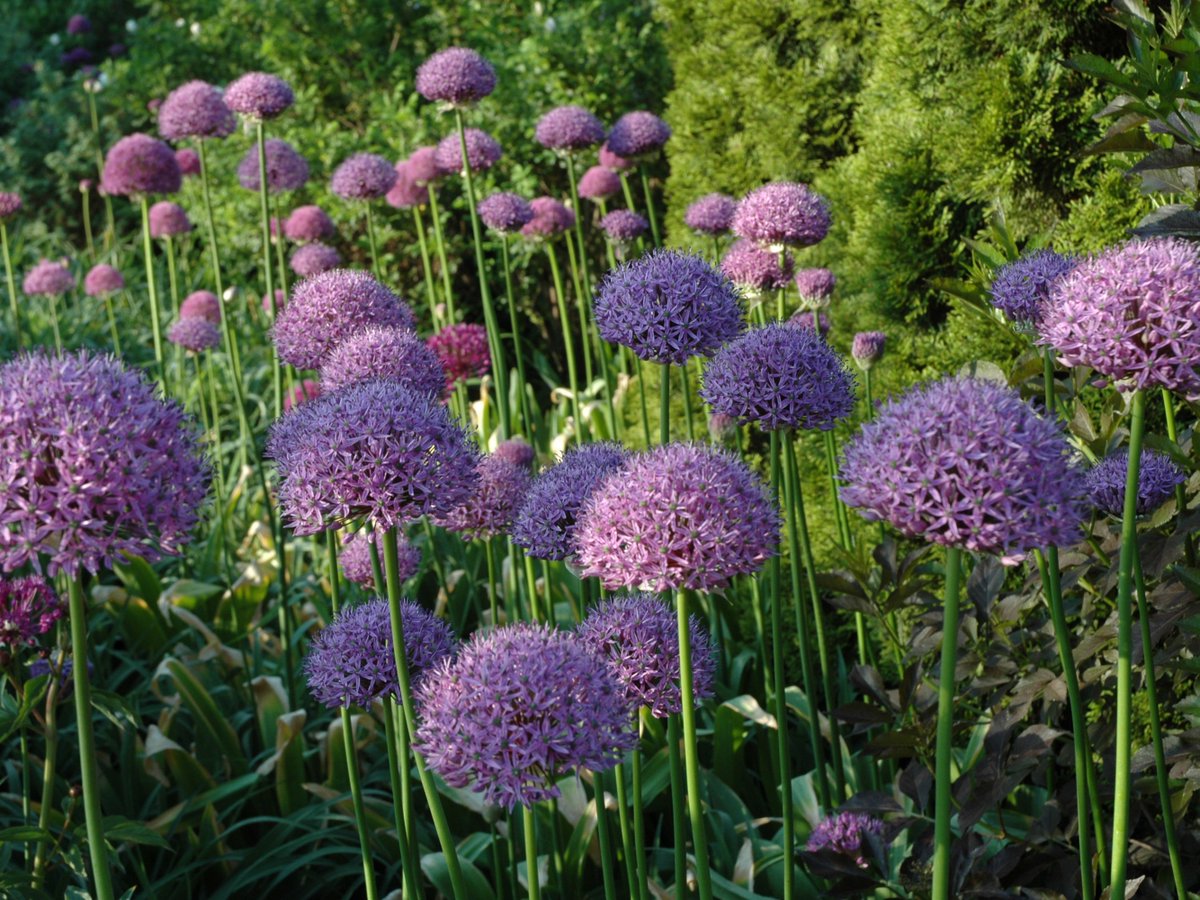 Chicago Botanic Garden tweet media