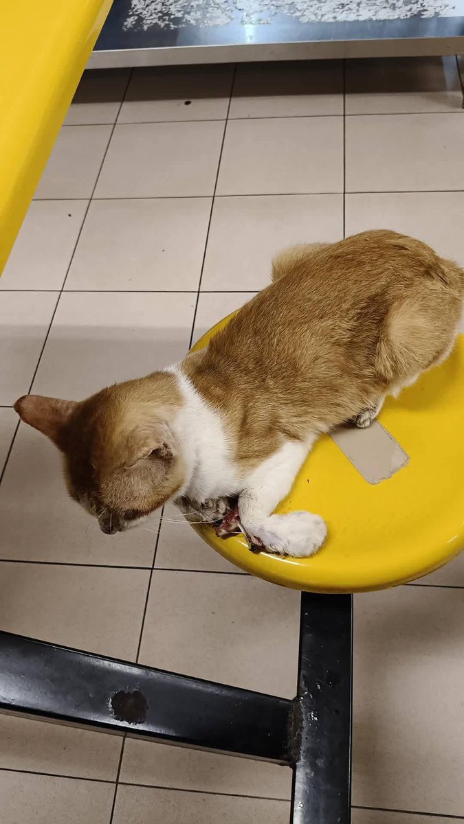 Kucing Terbuang tweet media
