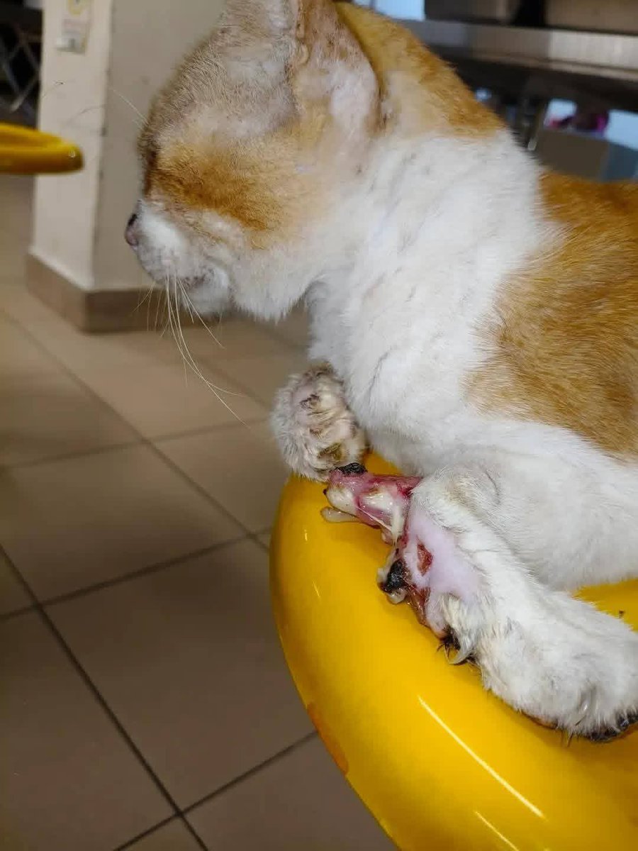 Kucing Terbuang tweet media