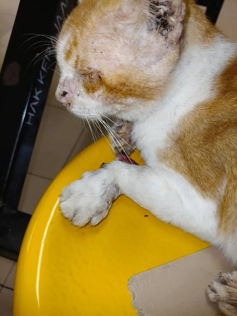 Kucing Terbuang tweet media