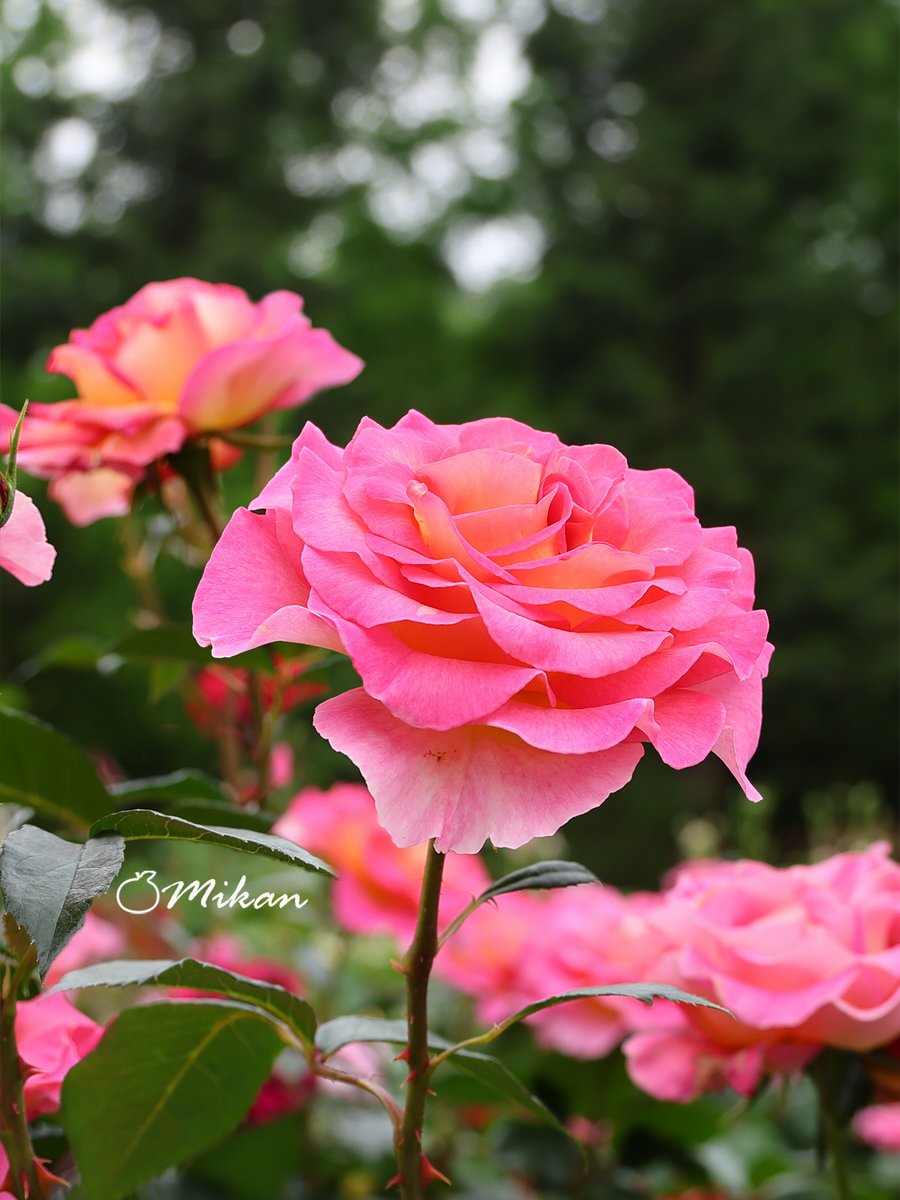森の奥のローズガーデンへようこそ…🌹✨ ピンクのバラの花言葉は「愛の