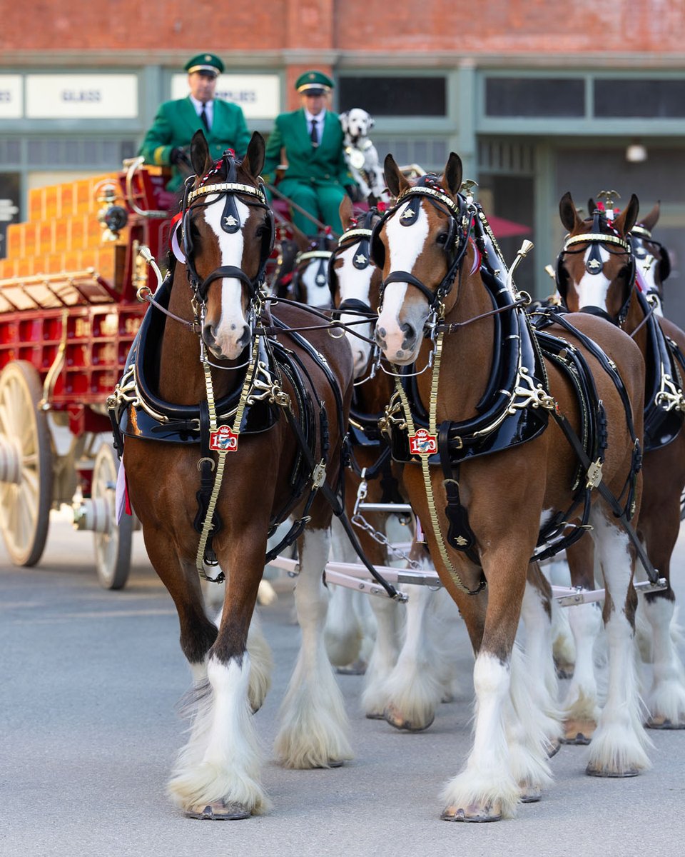 Budweiser tweet media