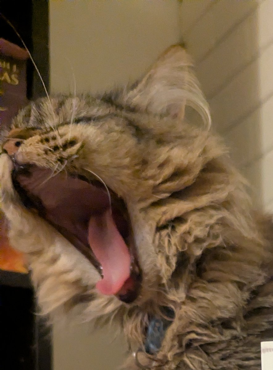 p - kat 😺🏳️‍🌈🏳️‍⚧️🇵🇸 tweet media