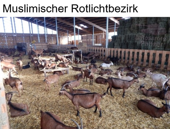 Der rosarote Panzer tweet media