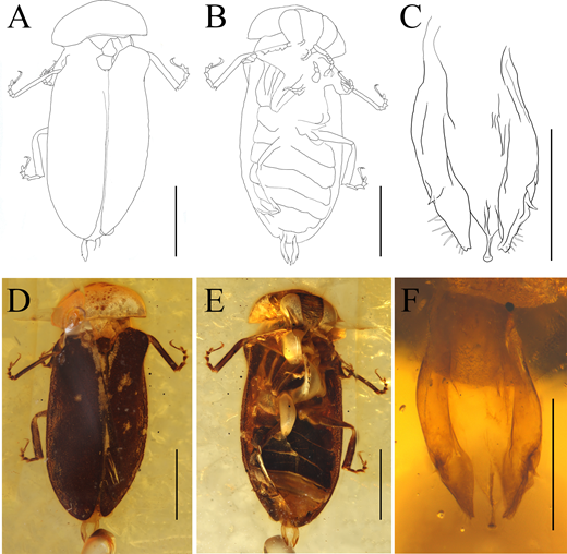 PaleontologieFr's tweet photo. Une #luciole de 99 Ma dans l’ambre du Myanmar🇲🇲!✨
Elle montre que ces #insectes lumineux existaient au temps des dinosaures et étaient peut-être déjà nocturnes.
#Crétacé #Coleoptera
❗️Cet ambre est au cœur de conflits
📰 https://t.co/QwLDZJKxIB
🔎 https://t.co/MFMpfpPHXT https://t.co/fn2IbQPlJK