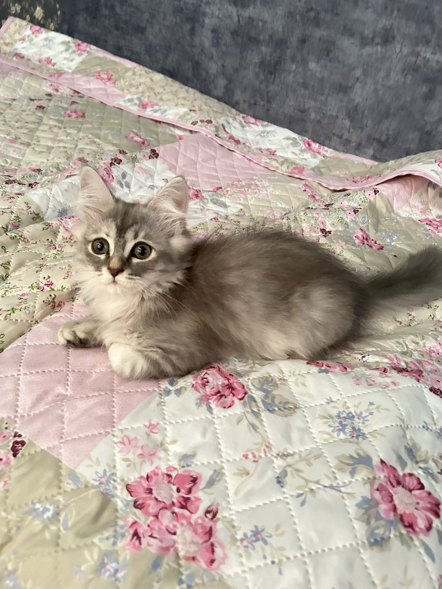 persephone tweet media