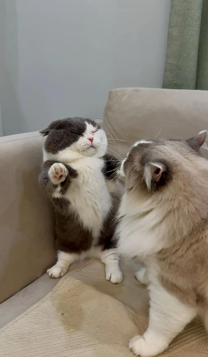 Cat 🐈 tweet media