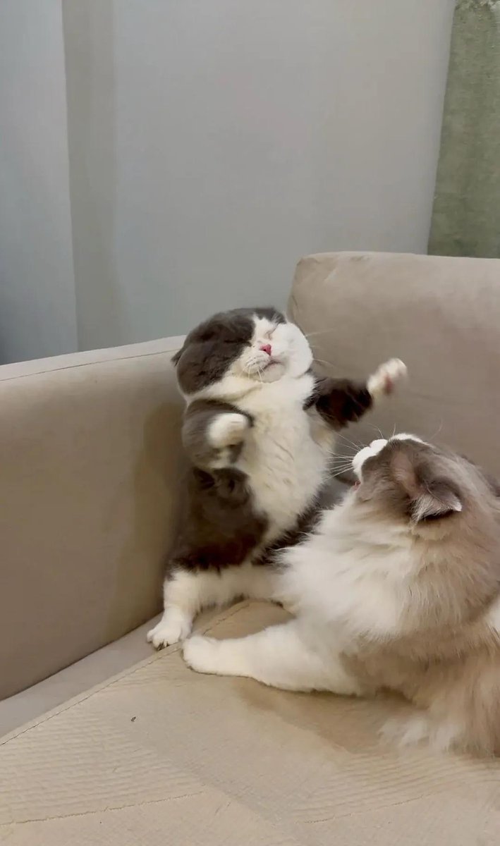 Cat 🐈 tweet media