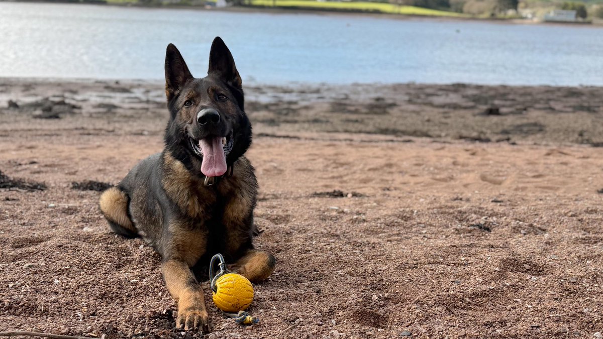 Devon Police Dogs tweet media