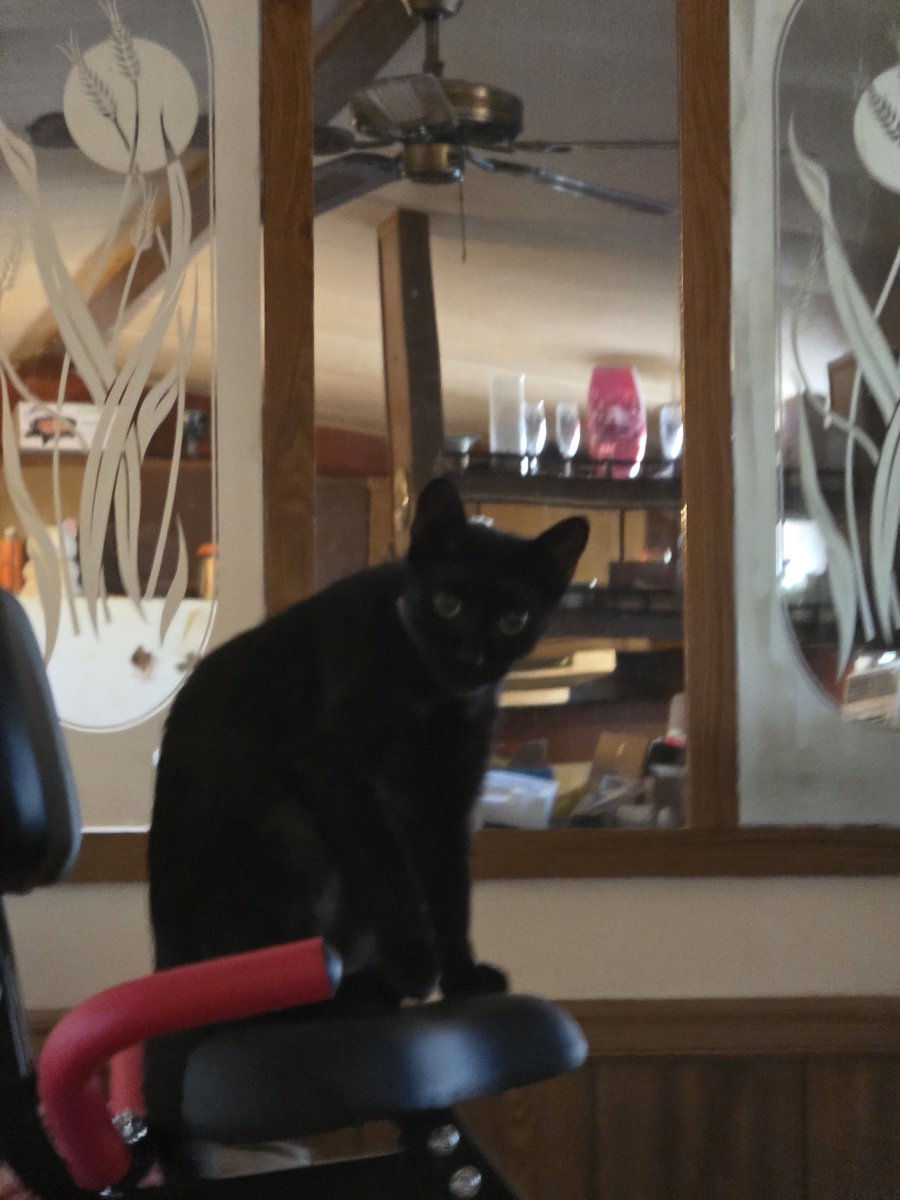 Tiffany, Joey, Bobbie, Bella & Shadow. tweet media