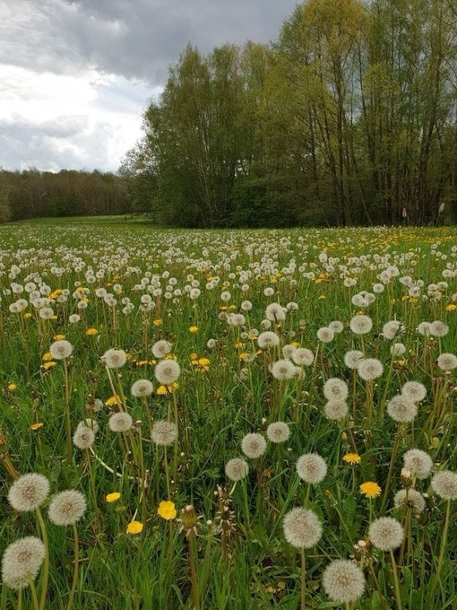 HeyDoc_MD's tweet photo. Your gut controls more than digestion.

It changes your weight, skin, immunity, and mental health.

Here are 9 foods that heal your colon:

1. Dandelion root kills over 90% of colon cancers in 48 hours. https://t.co/jRpkz5gHSg