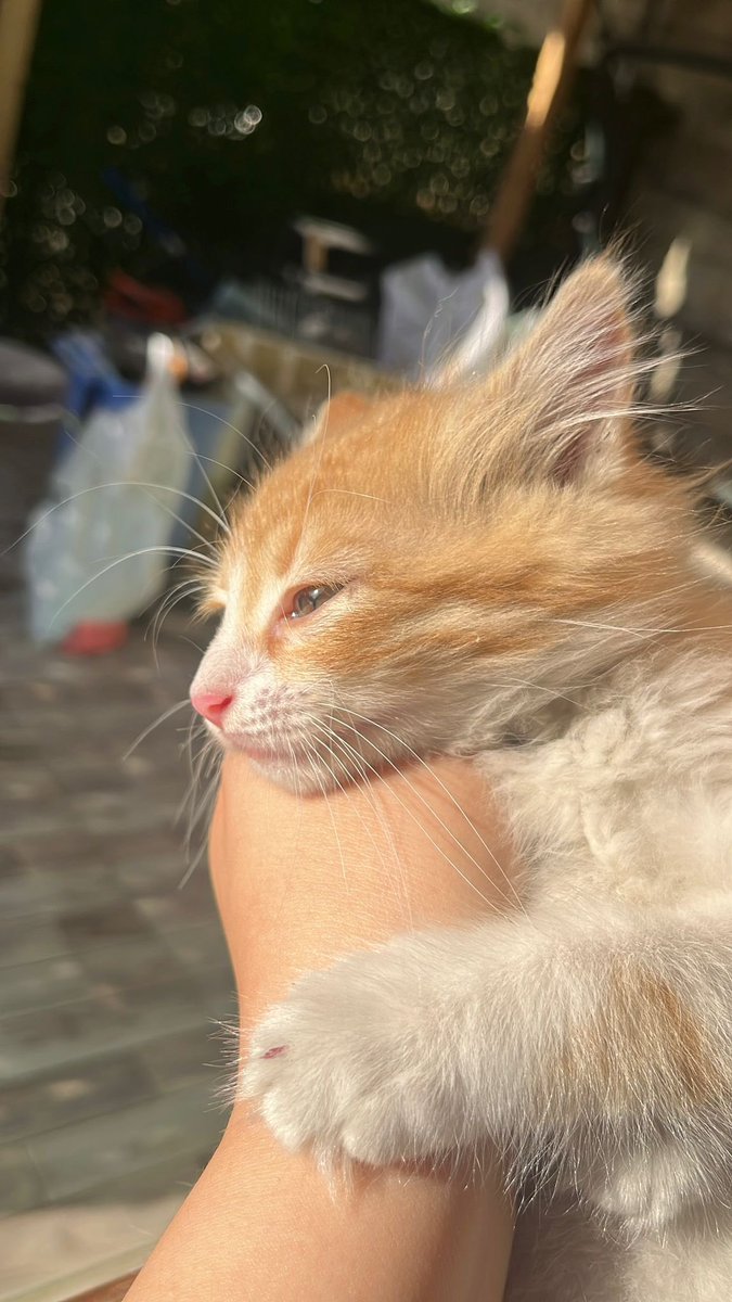 nilgunnyy's tweet photo. İstanbul Avrupa Yakası/Başakşehir
*Max 2 aylık dişi kedi*
Bu güzelliği otobanda ezilmek üzereyken aldık 😭
Annesi, kardeşi yoktu tek başınaydı🥺🥺
Takip şartıyla acil yuva arıyorum 🙏🏻 https://t.co/ZJVr9unxsd