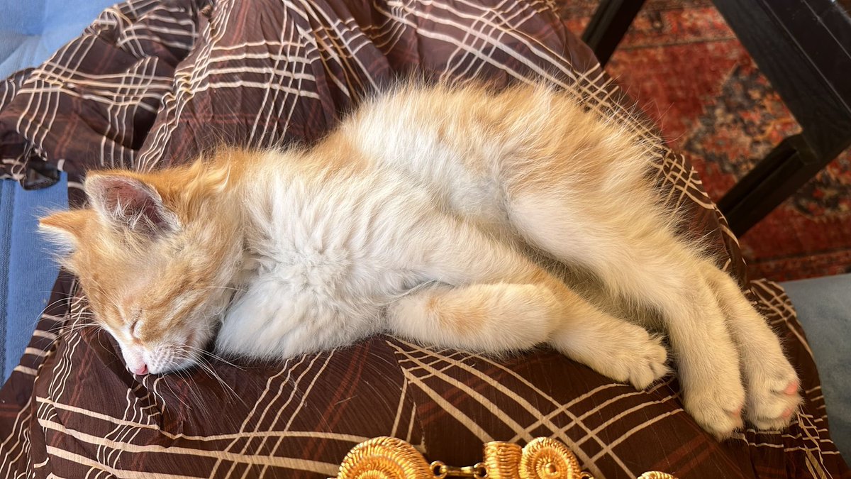 nilgunnyy's tweet photo. İstanbul Avrupa Yakası/Başakşehir
*Max 2 aylık dişi kedi*
Bu güzelliği otobanda ezilmek üzereyken aldık 😭
Annesi, kardeşi yoktu tek başınaydı🥺🥺
Takip şartıyla acil yuva arıyorum 🙏🏻 https://t.co/ZJVr9unxsd