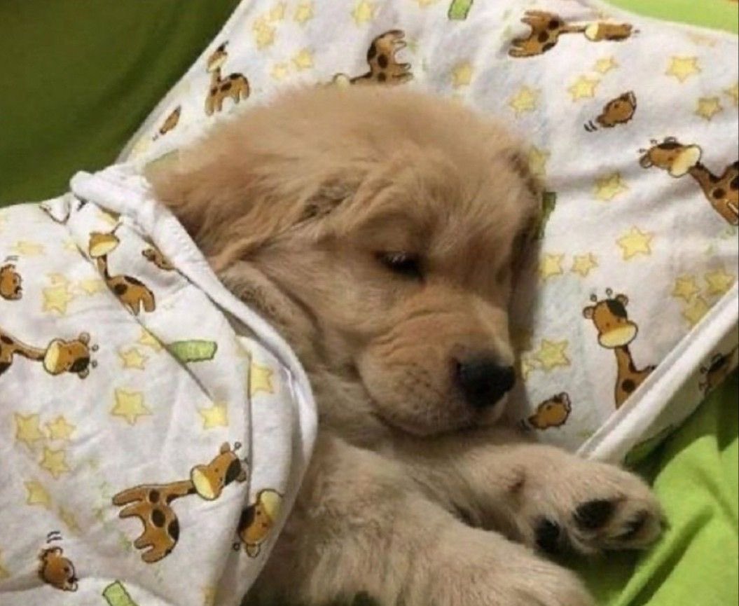 อูนางิ ♡ | ,bbu ™ +🐈⬛ ᵎᵎ ⋆ tweet media